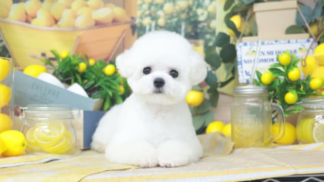 Dog Salon Zero