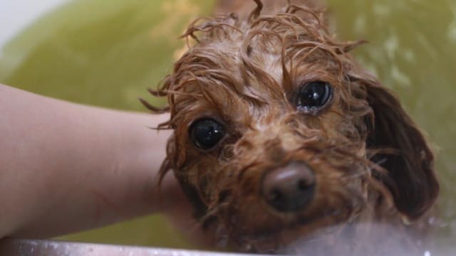 ドッグサロン フラ