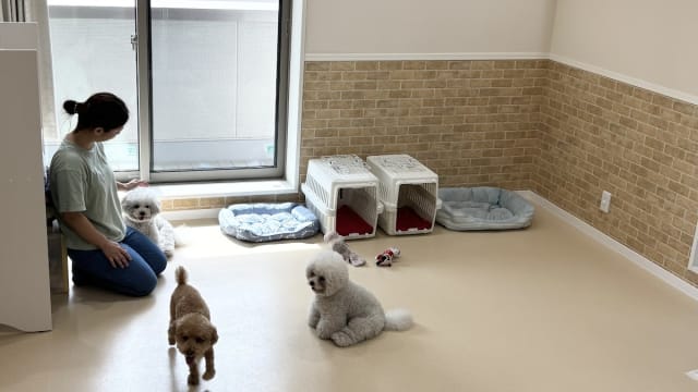 dog salon Silver Line