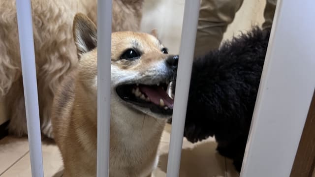 ドッグサロン ドゥーイ