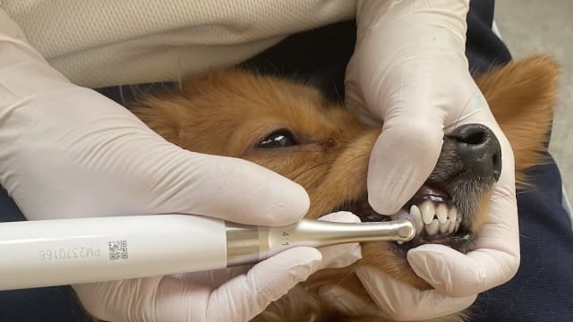 PetSalon-C.