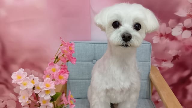 DOG Grooming Kilali