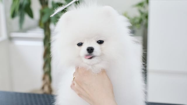 Lovely Grooming / ラブリーグルーミング プライベートトリミングサロン