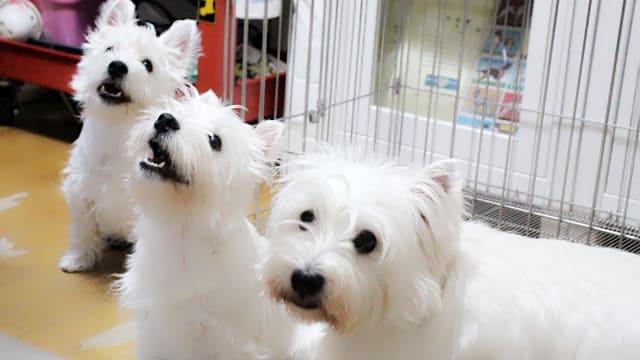 トリミングサロン C's Canine Care しーず けーないん けあ