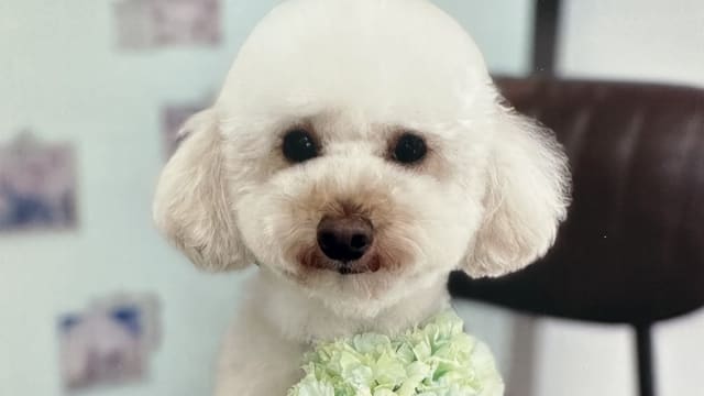 DogSalon drop