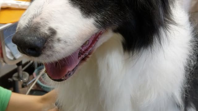 Dog grooming salon cotaz