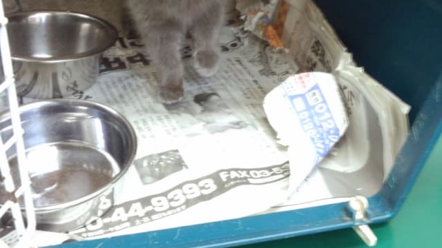 まつざわ動物病院