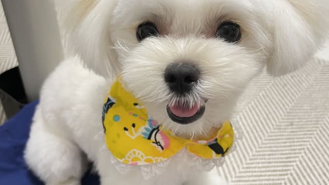 ドッグサロン 優