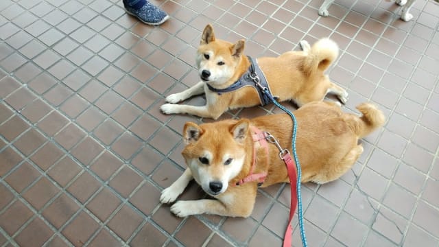 アクア動物病院