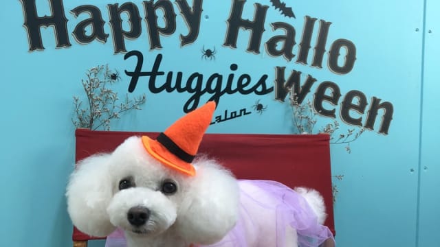 dogsalonHuggies ドッグサロンハギーズ