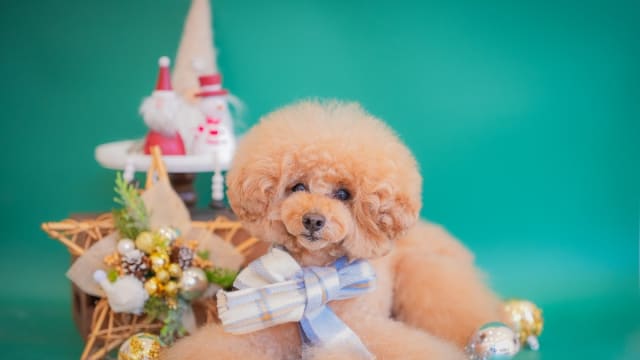 dogsalon Canopus