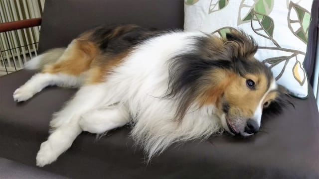 ペットサロン エルドッグ