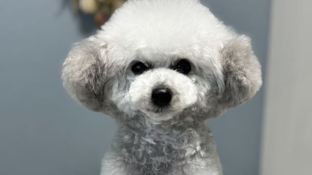 dog salon AZUDO