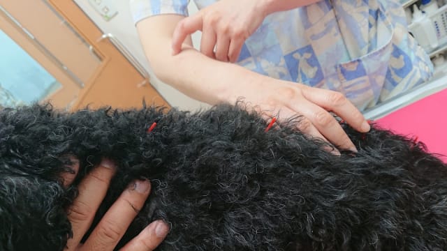 多摩クラーク動物病院