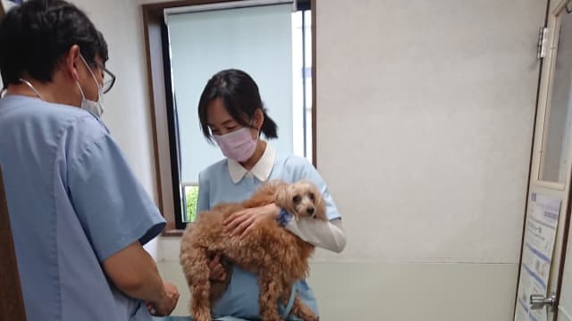 こだいら西動物病院