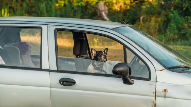 愛犬との車でのお出かけ、酔わせない・怖がらせない。出発前から帰り道まで使える対策ガイド