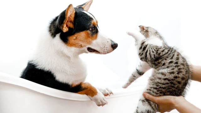 梅雨の「ジメジメ」が皮膚と耳を狙う──愛犬・愛猫のトラブルを防ぐケアと早期サインの見つけ方