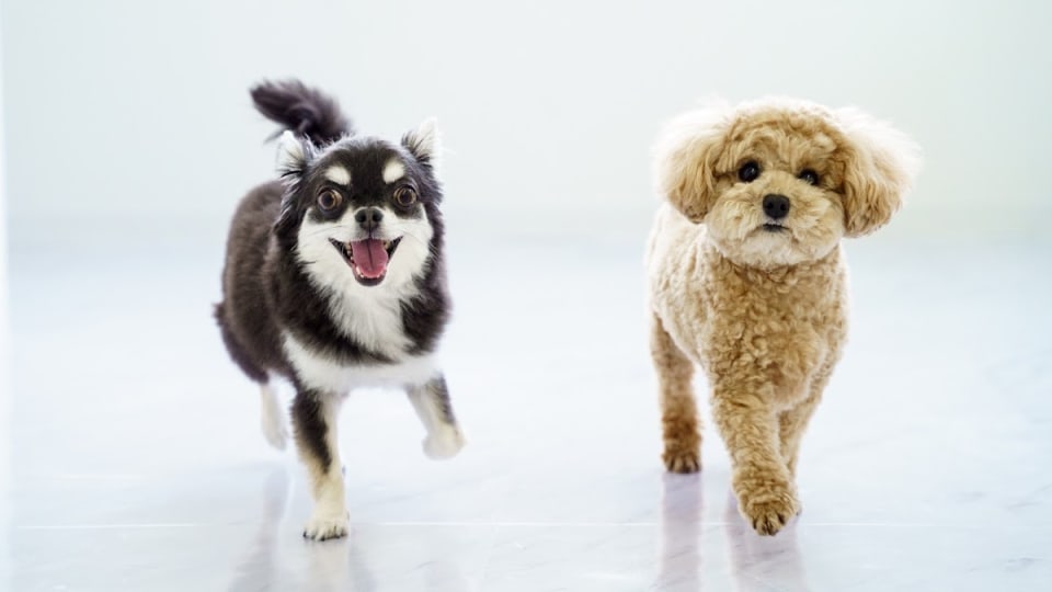 Petsalon J&C