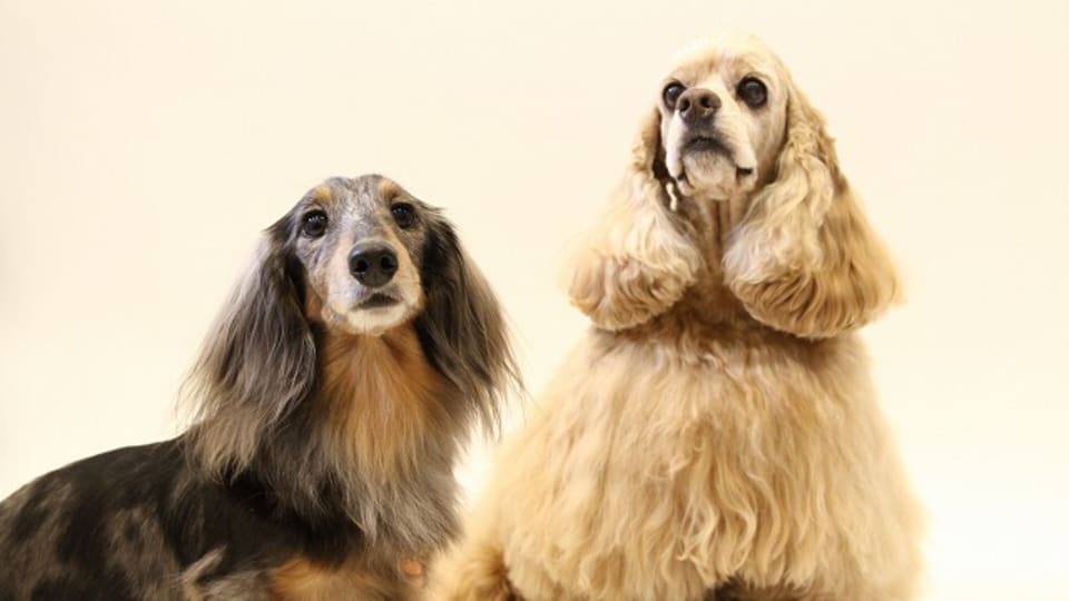 ペットサロン＆カフェ・ｆｕｒｉｆｕｒｉ