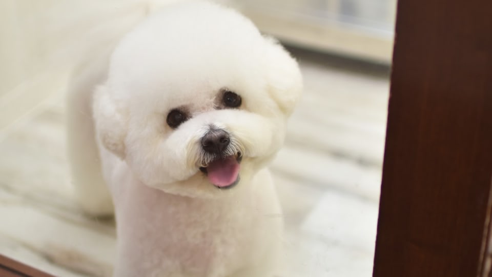 ペットサロンToutou Blanc