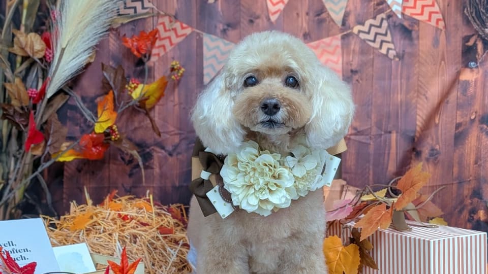 Dogsalonfuwan トリミングサロン
