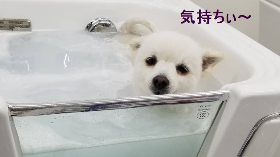 Trimming Salon Adonis 多摩永山店