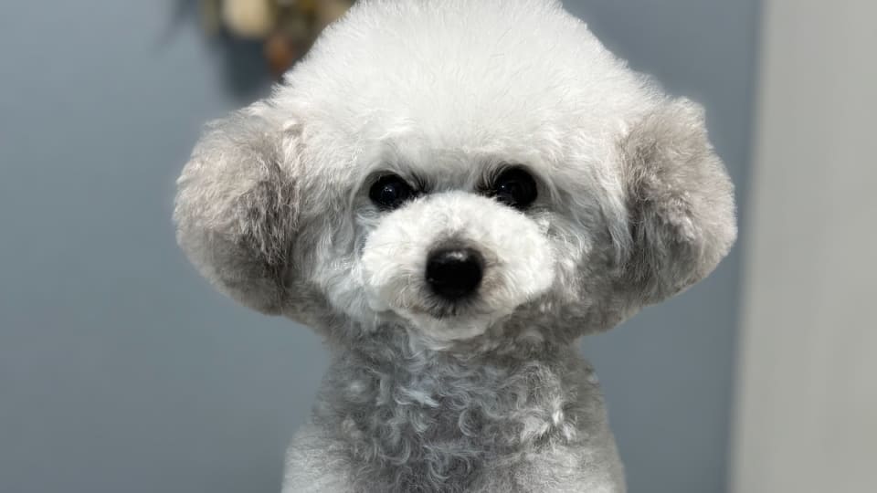 dog salon AZUDO