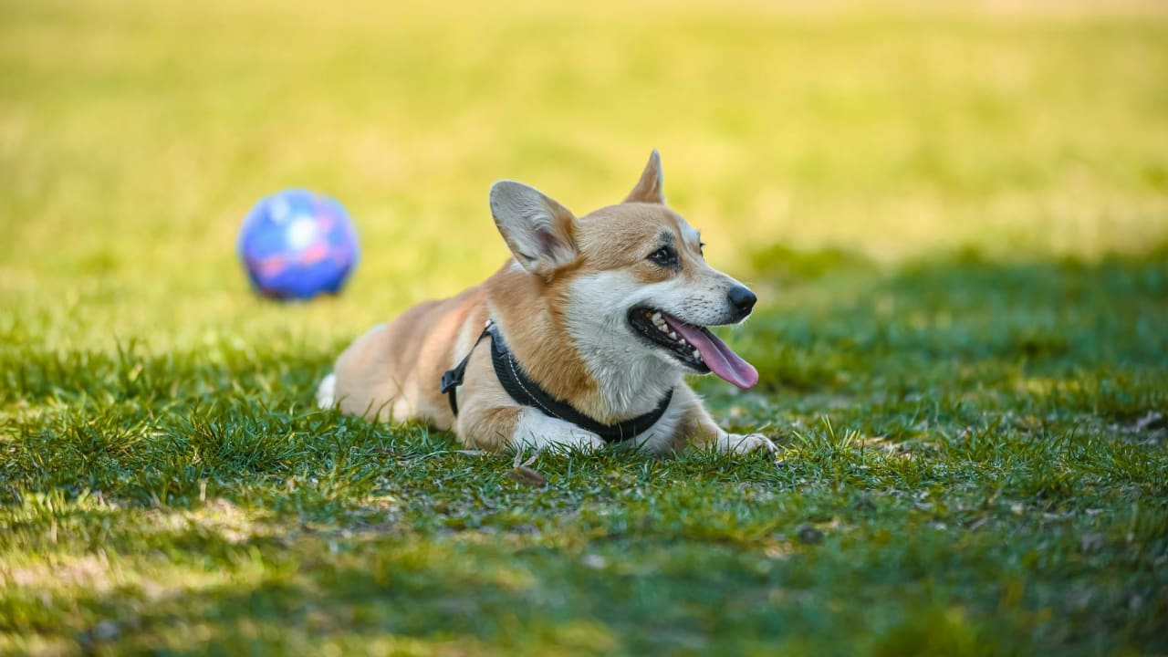 「夕方なら大丈夫」は危険かも。愛犬を守る夏の熱中症対策と、見逃しやすいサイン