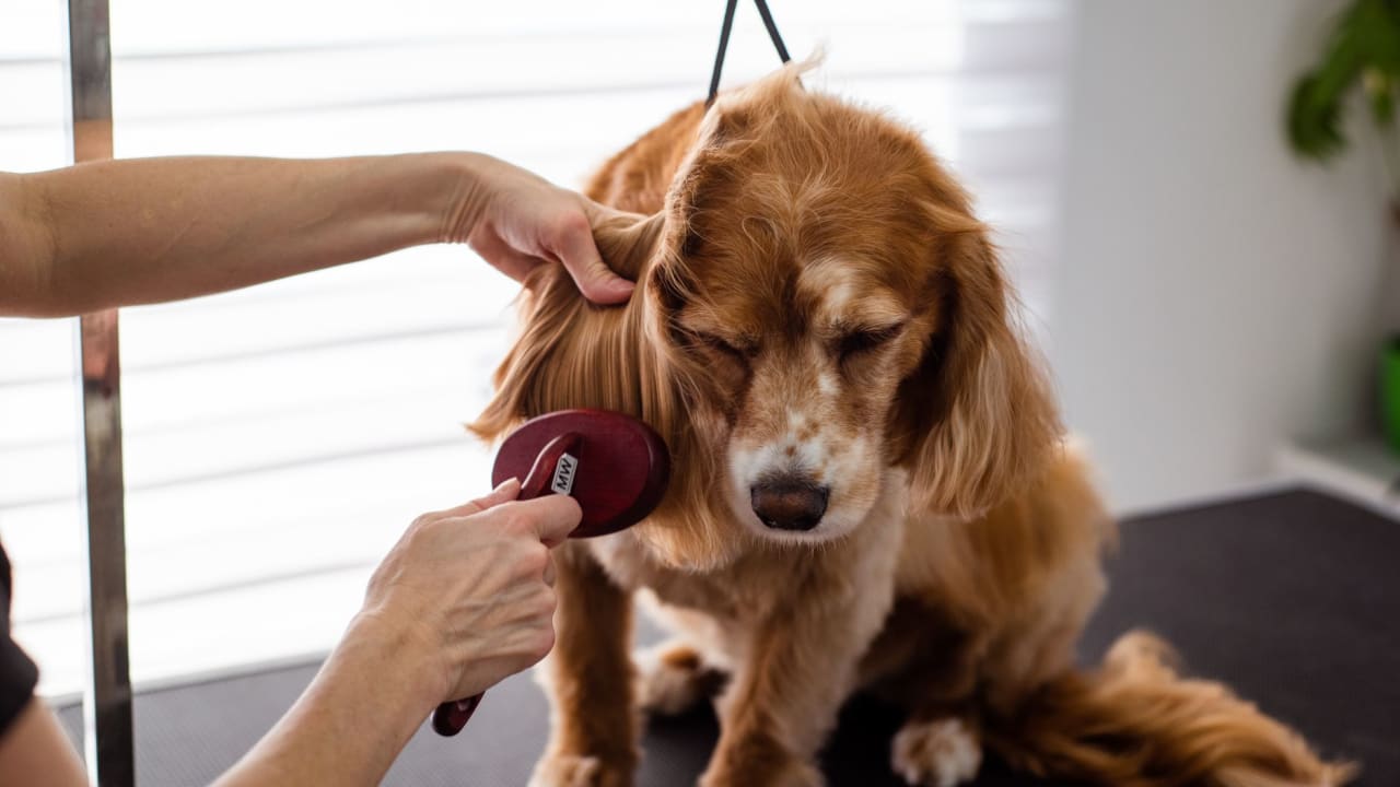 犬の抜け毛対策グッズ、どれを選ぶ？愛犬の毛質・シーン別まとめ