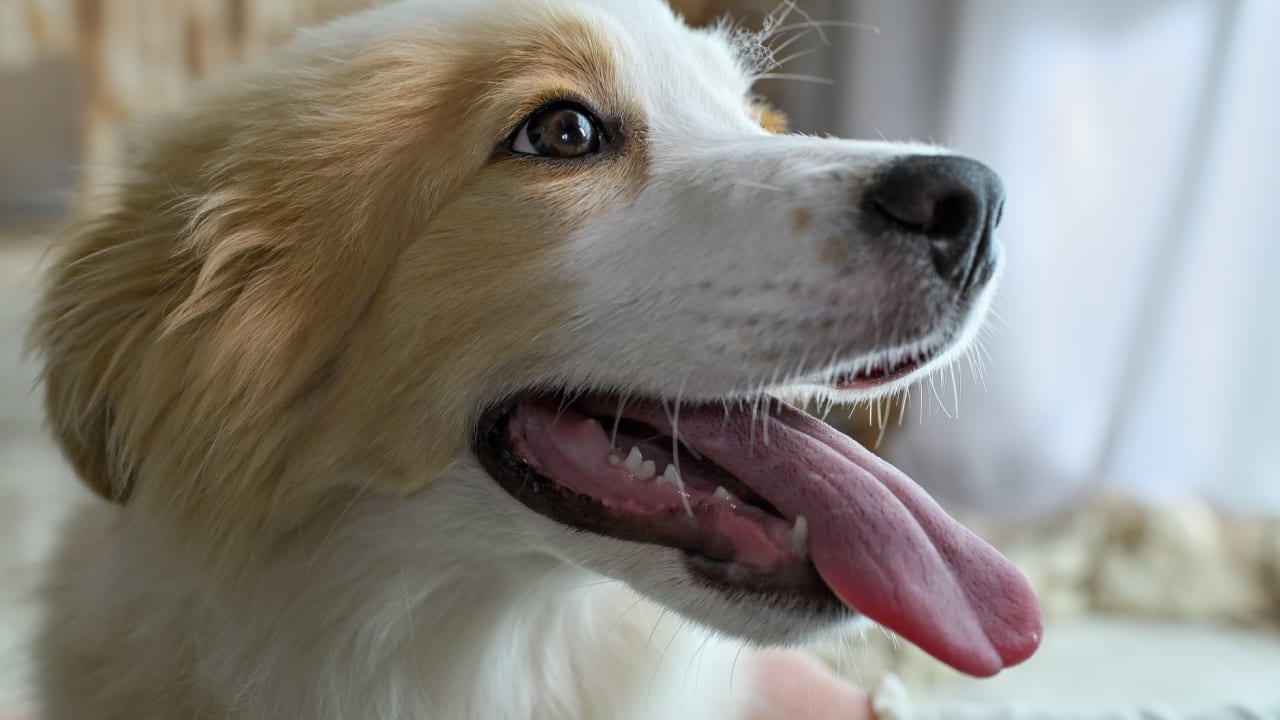 アスファルトは60℃近くになる。犬の熱中症サインと、今日からできる暑さ対策