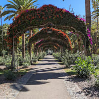 Parque García Sanabria (Santa Cruz de Tenerife)