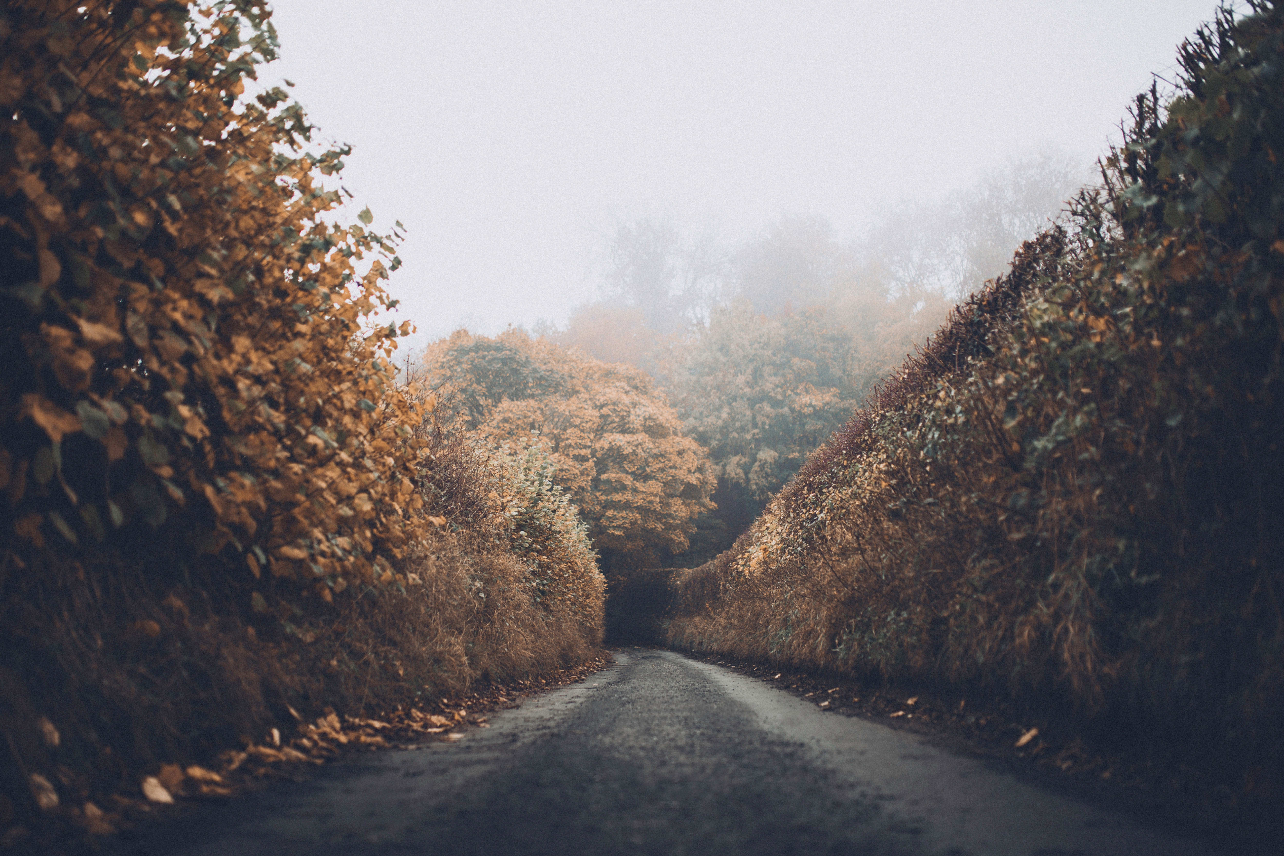 Tree-lined road in fall season