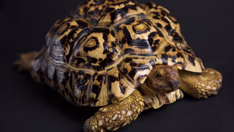Eco-Friendly Paints: The Benefits for Your Home and the Environment - St George UT | 3 Ropes Painting