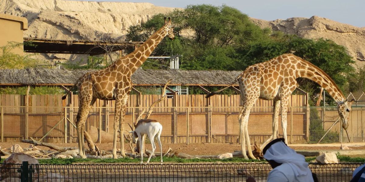 Things to Do in Al Ain