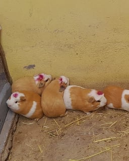 Hembra Reproductora - Linea Comercial - Imagen 1 | Granja Saosini