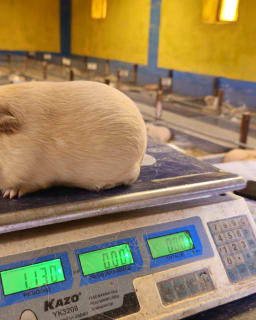 Hembra Reproductora - Linea Comercial - Imagen 2 | Granja Saosini