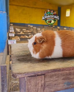 Hembra Reproductora - Linea Comercial - Imagen 3 | Granja Saosini