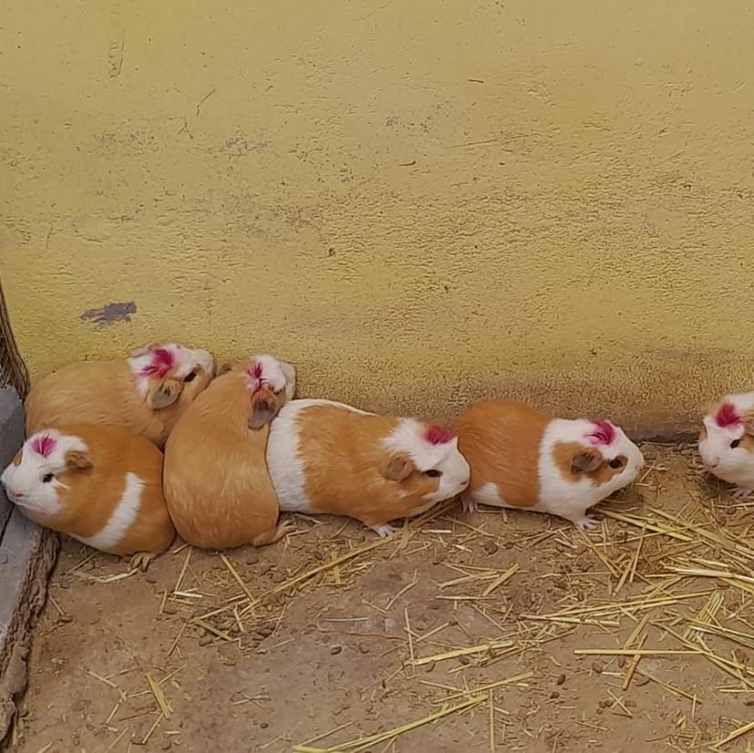 Hembra Reproductora - Linea Comercial | Granja Saosini