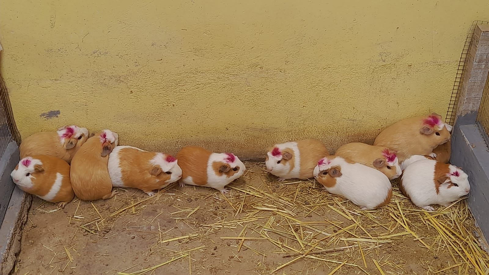 Hembra Reproductora - Linea Comercial | Granja Saosini