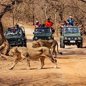 Gir Forest