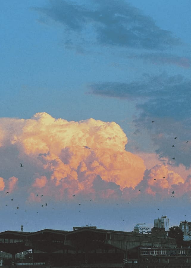 birds over the rail sheds, evening
