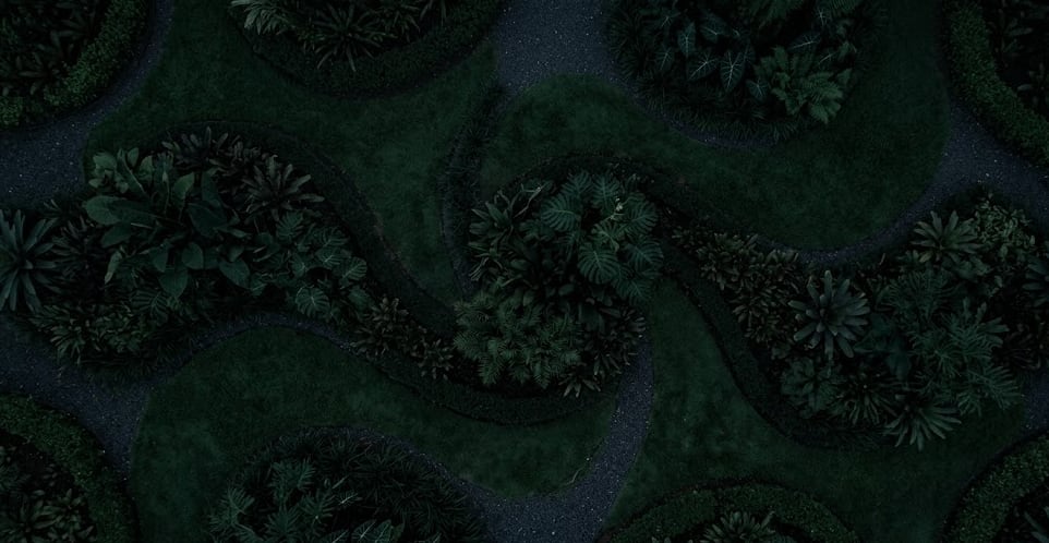 Textura verde botánica