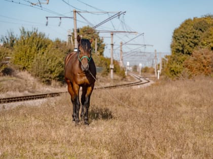 Красота и грация природы