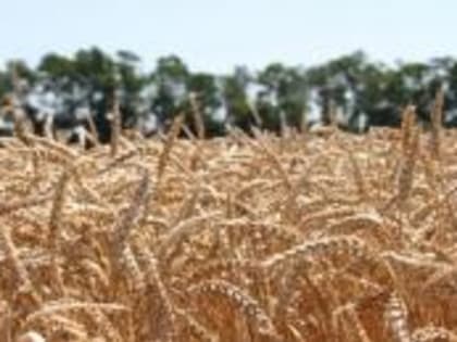 Урожай зерновых в Ингушетии сохранился на уровне прошлого года