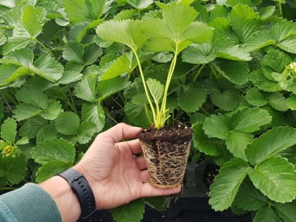 Ингушетия – главный клубничный проект страны