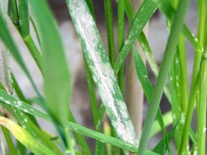 Обильные дожди в Ингушетии негативно повлияли на состояние сельхозпосевов