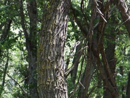 В 2023 году Минприроды Ингушетии намерено увеличить лесозащитные мероприятия