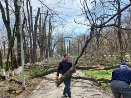 Начались работы по обрезке деревьев