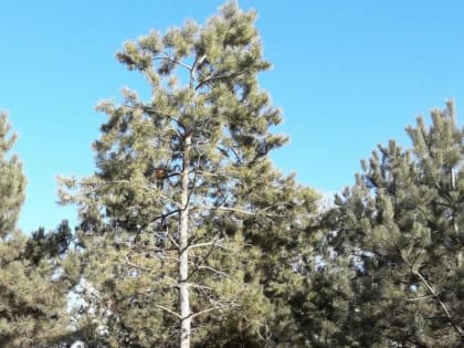 Ингушетия в списке 13 регионов России, выполнивших годовой план посева семян лесных культур