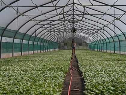 Часть регионов зависима от импорта саженцев, без них там не бывать сельскому хозяйству